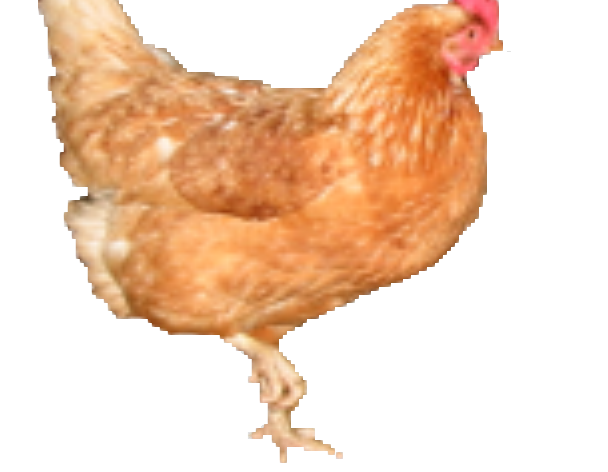 chiken